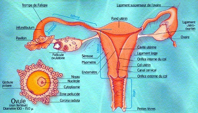 Vue interne appareil reproducteur féminin